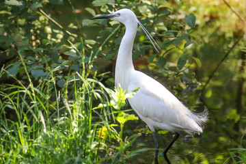 Reiher