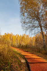 Fototapeta na wymiar A path with steps up from orange rubble in a park with trees in a birch forest in the afternoon on a clear, fresh afternoon in autumn with yellow fallen leaves. Upstairs.