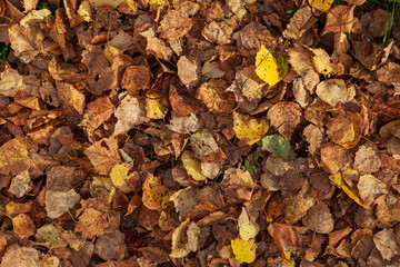 Autumn yellow and orange dry leaves of birch and trees on floor on an autumn warm day. Freshness, nature, naturalness background and wallpaper.