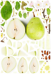 Pear Collection Abstract