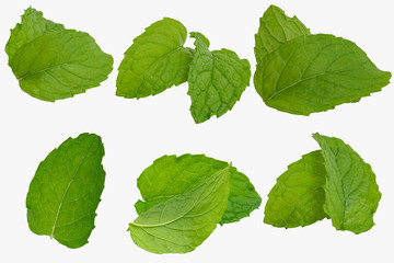 Mint leaves isolated on a white background