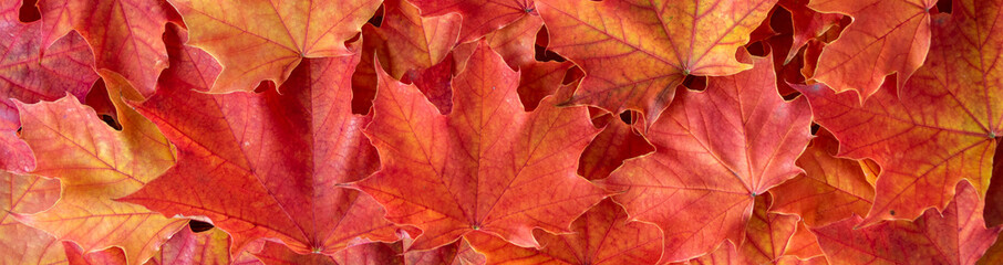 Naklejka na ściany i meble Border of orange and yellow maple leaves as a fall nature background