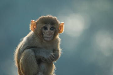 Innocent monkey in Keoladeo national park, Bharatpur, Rajasthan, India