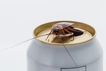 Cockroaches forage on white beverage cans.