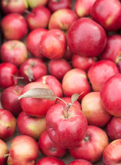 fresh red apples