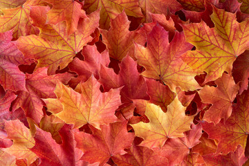 Orange and yellow maple leaves as a fall nature background