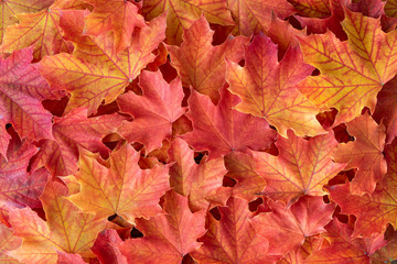Naklejka na ściany i meble Orange and yellow maple leaves as a fall nature background