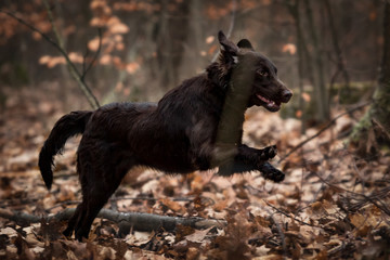 Retriever im Herbst laufend