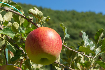 Obraz premium apple fuji