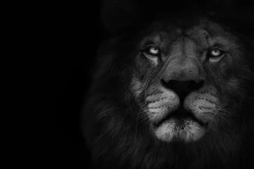 Gordijnen Donkere leeuw © Marek