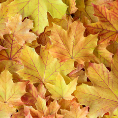 Yellow maple leaves with red veins as a fall nature background