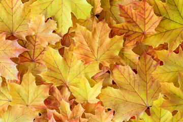 Naklejka na ściany i meble Yellow maple leaves with red veins as a fall nature background