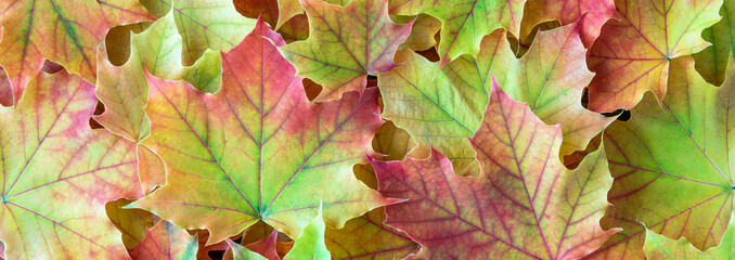 Naklejka na ściany i meble Border of green, yellow, orange, and red maple leaves as a fall nature background