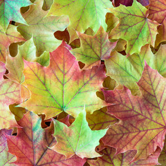 Green, yellow, orange, and red maple leaves as a fall nature background