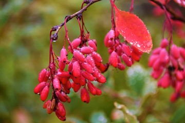 red barberry berries in autumn day with raindrops