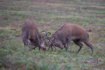 Red deer stags rutting