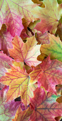 Green, yellow, orange, and red maple leaves as a fall nature background