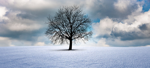 Kahler Baum im Schnee
