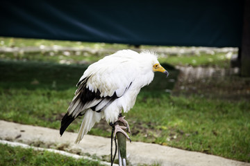 Wild alimoche
