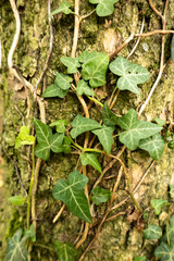 ivy on a trunk