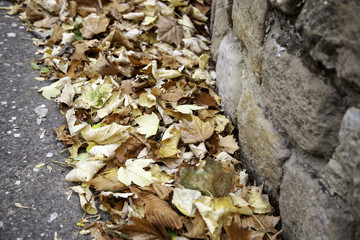 Autumn leaves