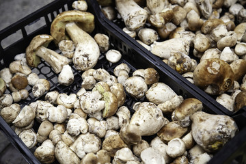 Fungi in market