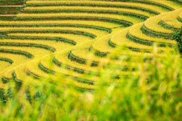 Fototapeta na wymiar Rice fields on terraced of Mu Cang Chai, YenBai, Vietnam.