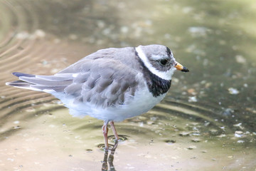 Regenpfeifer