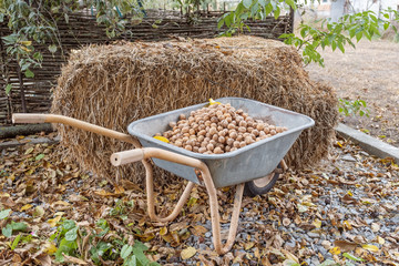 Full wheelbarrow of walnuts in autumn garden on background bale of straw. Harvest nuts.
