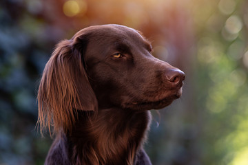 Flat coated Retriever