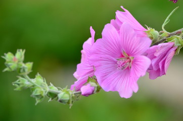 Obraz premium pink flower