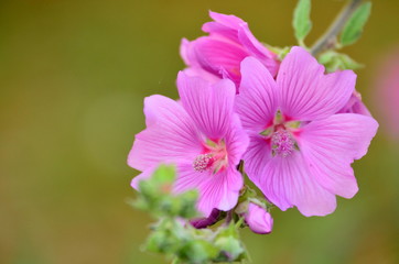 Fototapeta premium pink flower