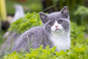 British Shorthair kitten sitting in the grass and looking at the camera. The concept of walks in the fresh air