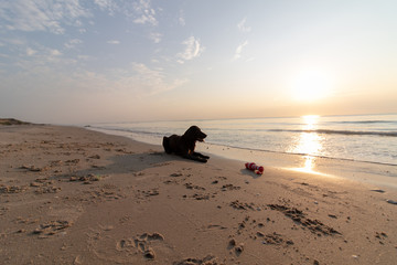 Hund am Strand im Sonnenuntergang