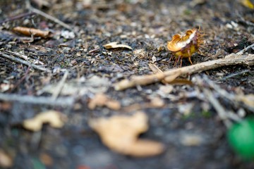 ants on leaf