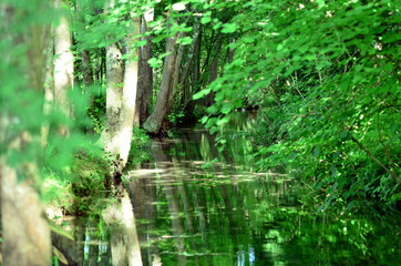 river in the forest