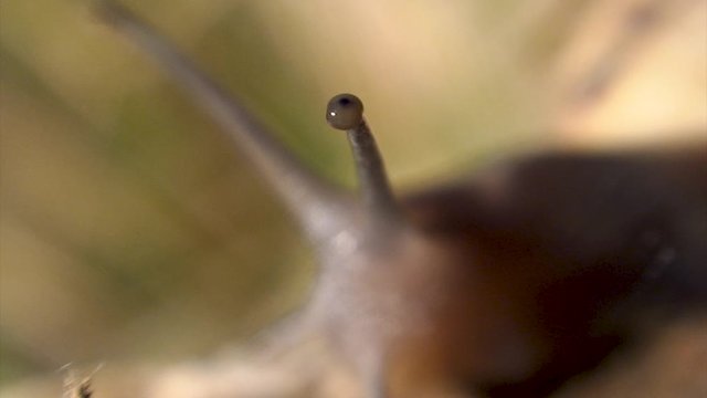 Escargot