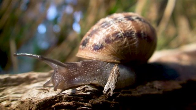 Escargot