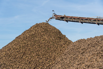 Crane conveyor of combine harvester unloading sugar beet. Agricultural equipment
