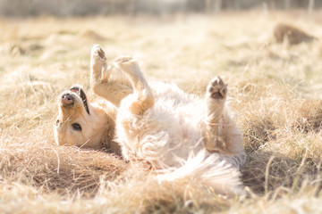 Fototapeta premium Golden Retriever