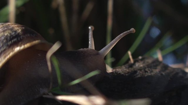 Escargot