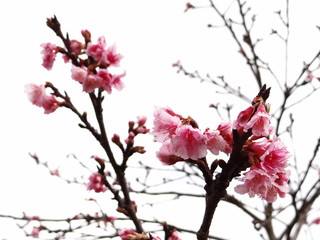 Sakura en las tierra frías del peru