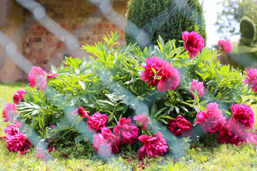 The bush of crimson peonies grows in the park. Landscaping. Red peonies in the garden near the house. Place for text