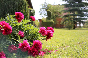 The bush of crimson peonies grows in the park. Landscaping. Peonies in the garden near the house