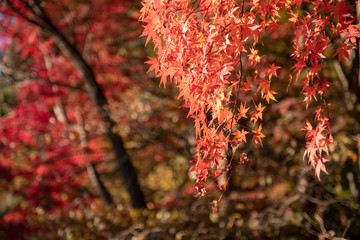紅葉　枝のアップ