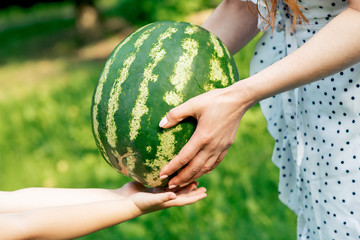 Woman's hands are giving to child's hands a whole watermelon close up. Hands of girl gives watermelon to a hands of child on green nature background.