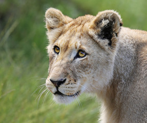 portrait of a wild lion.