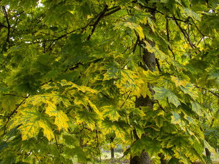 maple leaves in autumn