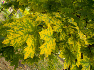 maple autumn leaves of a tree