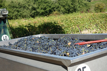 benne pour vendanges